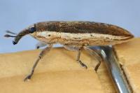 Lixus juncii