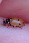 Hippodamia variegata