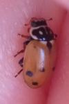 Hippodamia variegata