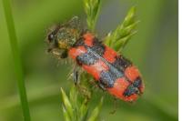 Trichodes alvearius