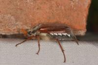 Melolontha melolontha