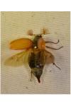 Melolontha melolontha