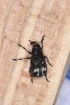 Tropideres albirostris
