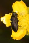 Anthaxia quadripunctata