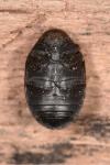 Byrrhus pilula