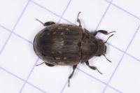 Byrrhus pilula
