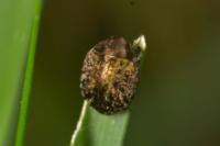 Cytilus sericeus