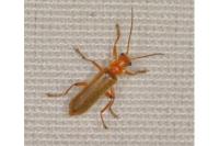 Cantharis cryptica