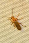 Cantharis cryptica