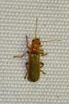Cantharis cryptica