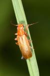 Cantharis cryptica