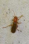 Cantharis cryptica