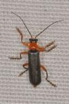 Cantharis pellucida