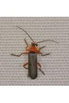 Cantharis pellucida