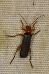 Cantharis pellucida