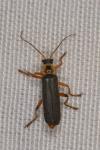 Cantharis nigricans
