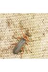 Cantharis nigricans