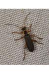 Cantharis nigricans