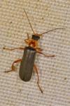 Cantharis nigricans