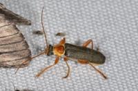 Cantharis nigricans