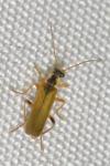 Cantharis decipiens