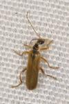 Cantharis decipiens