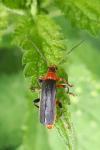 Cantharis livida