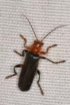 Cantharis livida