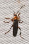 Cantharis livida