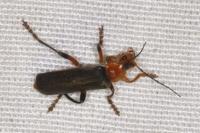 Cantharis livida