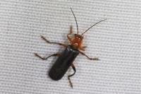 Cantharis livida