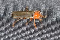 Cantharis livida