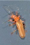 Cantharis livida