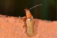 Cantharis rufa