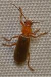 Cantharis rufa