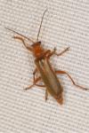 Cantharis rufa