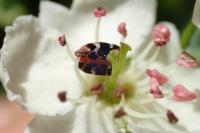 Anthrenus scrophulariae