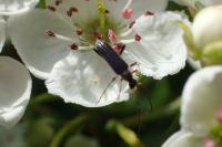 Grammoptera ruficornis