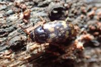 Mycetophagus multipunctatus