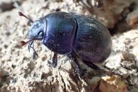 Anoplotrupes stercorosus