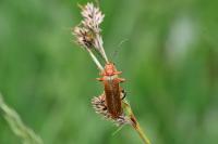 Cantharis livida