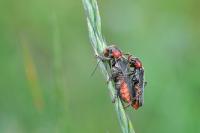 Cantharis rustica