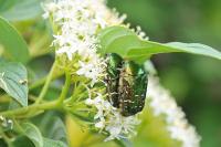 Cetonia aurata