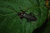Cantharis livida