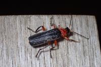 Cantharis pellucida