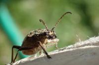 Rhagium inquisitor