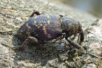 Hylobius abietis