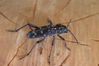 Xylotrechus rusticus