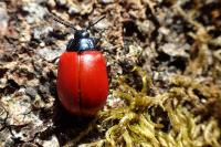 Chrysomela populi