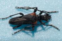 Anisorus quercus